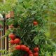 Easy Patio Tomato Garden: Grow Fresh Tomatoes at Home! | The Ultimate Gardening Guide: Grow a Thriving Garden Year-Round