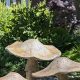 Enhance Your Garden with Durable Concrete Garden Decor Ideas | The Ultimate Gardening Guide: Grow a Thriving Garden Year-Round
