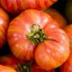 Grow Your Own Rainbow Tomato Garden: Colors & Flavors! | The Ultimate Gardening Guide: Grow a Thriving Garden Year-Round