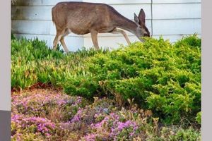 [GUIDE] Best Way to Keep Deer Out of YOUR Garden (Tips!) | The Ultimate Gardening Guide: Grow a Thriving Garden Year-Round