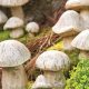 Enchanting Mushroom Garden Sculptures: Whimsical Art! | The Ultimate Gardening Guide: Grow a Thriving Garden Year-Round