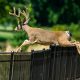 Garden Guide: How to Deter Deer From Your Garden Today! | The Ultimate Gardening Guide: Grow a Thriving Garden Year-Round