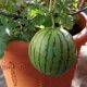 Easy Watermelon Container Garden Guide + Tips | The Ultimate Gardening Guide: Grow a Thriving Garden Year-Round