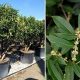 Grow Fragrant Osmanthus Multistem Garden: Tips & Ideas | The Ultimate Gardening Guide: Grow a Thriving Garden Year-Round
