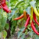 Grow Garden Salsa Peppers: Flavor & Ease | The Ultimate Gardening Guide: Grow a Thriving Garden Year-Round