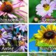 Creating a Buzz: Your Honey Bee Garden Haven | The Ultimate Gardening Guide: Grow a Thriving Garden Year-Round