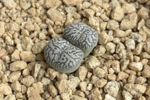 Mesa Garden New Mexico | The Ultimate Gardening Guide: Grow a Thriving Garden Year-Round