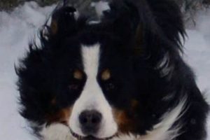 Berner Garde: Protect Your Garden [Tips & Tricks] | The Ultimate Gardening Guide: Grow a Thriving Garden Year-Round