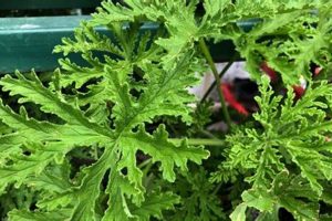 Natural Citronella Garden Insects Control: Safe & Effective! | The Ultimate Gardening Guide: Grow a Thriving Garden Year-Round