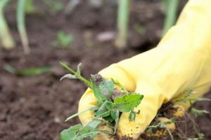 Best Herbicide for Vegetable Garden? Expert Tips + Safe Use The Ultimate Gardening Guide: Grow a Thriving Garden Year-Round Best Herbicide for Vegetable Garden? Expert Tips + Safe Use | The Ultimate Gardening Guide: Grow a Thriving Garden Year-Round