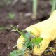 Best Herbicide for Vegetable Garden? Expert Tips + Safe Use | The Ultimate Gardening Guide: Grow a Thriving Garden Year-Round