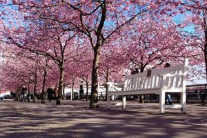 Visit King's Garden Stockholm: A Royal Oasis The Ultimate Gardening Guide: Grow a Thriving Garden Year-Round Visit King's Garden Stockholm: A Royal Oasis | The Ultimate Gardening Guide: Grow a Thriving Garden Year-Round