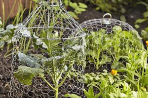 Protect Plants: Garden Cloches for Thriving Gardens The Ultimate Gardening Guide: Grow a Thriving Garden Year-Round Protect Plants: Garden Cloches for Thriving Gardens | The Ultimate Gardening Guide: Grow a Thriving Garden Year-Round