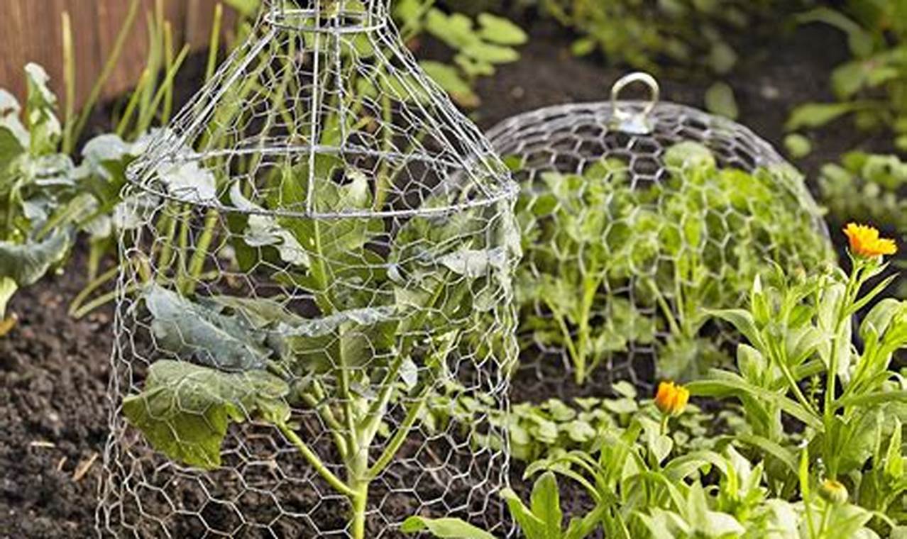 Protect Plants: Garden Cloches for Thriving Gardens The Ultimate Gardening Guide: Grow a Thriving Garden Year-Round Protect Plants: Garden Cloches for Thriving Gardens | The Ultimate Gardening Guide: Grow a Thriving Garden Year-Round