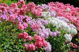 Buy Garden Phlox Seeds: Vibrant Blooms Ahead! | The Ultimate Gardening Guide: Grow a Thriving Garden Year-Round