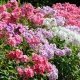 Buy Garden Phlox Seeds: Vibrant Blooms Ahead! | The Ultimate Gardening Guide: Grow a Thriving Garden Year-Round
