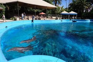 Discover a Secret Garden & Dolphin Habitat Oasis Today! | The Ultimate Gardening Guide: Grow a Thriving Garden Year-Round