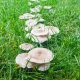 Decoding Garden Mushrooms: ID & Control Tips | The Ultimate Gardening Guide: Grow a Thriving Garden Year-Round