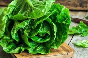 Why is Garden Lettuce Bitter? Tips & Solutions! The Ultimate Gardening Guide: Grow a Thriving Garden Year-Round Why is Garden Lettuce Bitter? Tips & Solutions! | The Ultimate Gardening Guide: Grow a Thriving Garden Year-Round