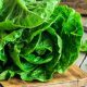 Why is Garden Lettuce Bitter? Tips & Solutions! | The Ultimate Gardening Guide: Grow a Thriving Garden Year-Round
