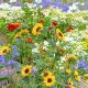 Grow the Best Cutting Garden Flowers for Stunning Bouquets | The Ultimate Gardening Guide: Grow a Thriving Garden Year-Round