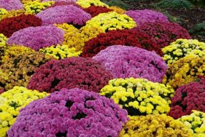 Create Your Dream Garden of Mums Oasis Now! | The Ultimate Gardening Guide: Grow a Thriving Garden Year-Round