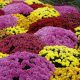 Create Your Dream Garden of Mums Oasis Now! | The Ultimate Gardening Guide: Grow a Thriving Garden Year-Round