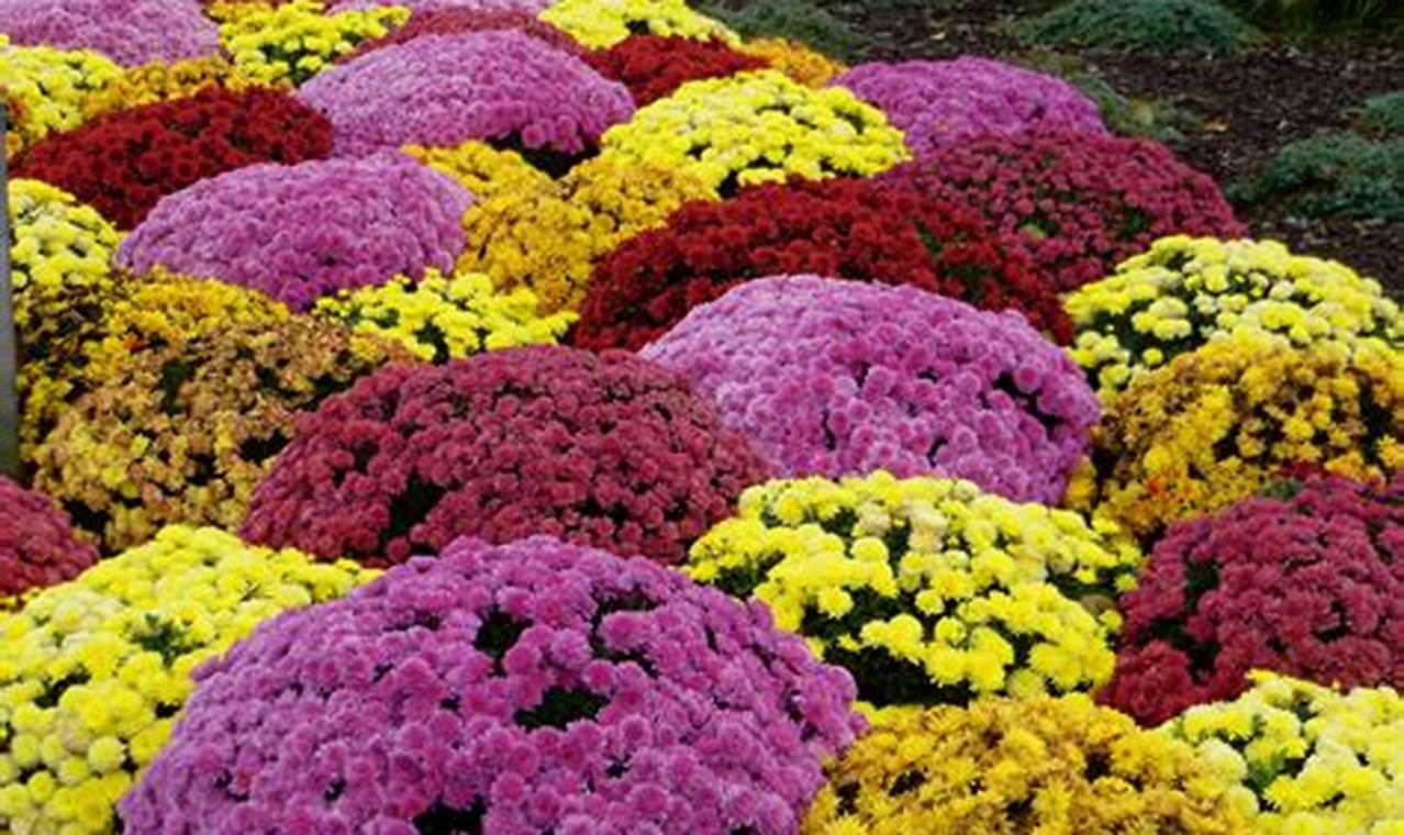 Create Your Dream Garden of Mums Oasis Now! | The Ultimate Gardening Guide: Grow a Thriving Garden Year-Round