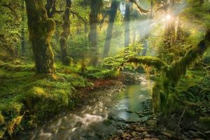 Create Your Spirit Garden Oasis: Design & Tips | The Ultimate Gardening Guide: Grow a Thriving Garden Year-Round