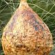 Garden Guardians: Spider Egg Sacs in Your Yard | The Ultimate Gardening Guide: Grow a Thriving Garden Year-Round