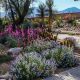 Your Arid Garden Oasis: Designs & Plants | The Ultimate Gardening Guide: Grow a Thriving Garden Year-Round