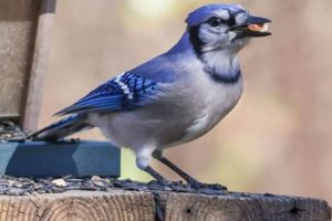 Stop! Are Squirrels or Jays Harming Your Garden Veggies? | The Ultimate Gardening Guide: Grow a Thriving Garden Year-Round