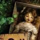 Unearthing Secrets: The Doll in the Garden Book Story | The Ultimate Gardening Guide: Grow a Thriving Garden Year-Round