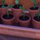 Grow Easy! Garden Variety Sprout Planter Palia Tips | The Ultimate Gardening Guide: Grow a Thriving Garden Year-Round