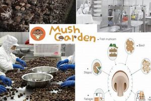 Grow Your Own: The Ultimate Mush Garden Guide | The Ultimate Gardening Guide: Grow a Thriving Garden Year-Round