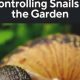 Easy Garden Snail Control: How to Get Rid of Snails! | The Ultimate Gardening Guide: Grow a Thriving Garden Year-Round