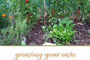 Essential Survival Garden: Food Security in Your Backyard The Ultimate Gardening Guide: Grow a Thriving Garden Year-Round Essential Survival Garden: Food Security in Your Backyard | The Ultimate Gardening Guide: Grow a Thriving Garden Year-Round