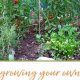 Essential Survival Garden: Food Security in Your Backyard | The Ultimate Gardening Guide: Grow a Thriving Garden Year-Round