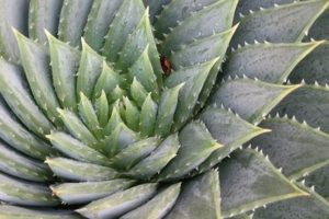 Dry Garden Design: Berkeley CA Water-Wise Oasis The Ultimate Gardening Guide: Grow a Thriving Garden Year-Round Dry Garden Design: Berkeley CA Water-Wise Oasis | The Ultimate Gardening Guide: Grow a Thriving Garden Year-Round