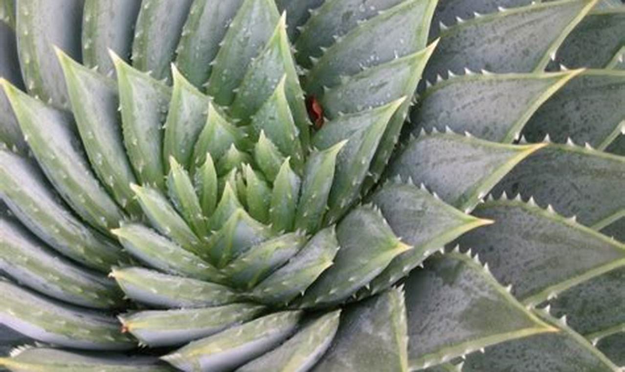 Dry Garden Design: Berkeley CA Water-Wise Oasis The Ultimate Gardening Guide: Grow a Thriving Garden Year-Round Dry Garden Design: Berkeley CA Water-Wise Oasis | The Ultimate Gardening Guide: Grow a Thriving Garden Year-Round