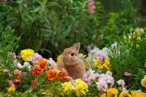 Grow a Safe Bunny Garden: The Ultimate Guide The Ultimate Gardening Guide: Grow a Thriving Garden Year-Round Grow a Safe Bunny Garden: The Ultimate Guide | The Ultimate Gardening Guide: Grow a Thriving Garden Year-Round