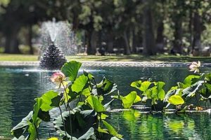 Explore Sacramento's WPA Rock Garden: A Hidden Gem! The Ultimate Gardening Guide: Grow a Thriving Garden Year-Round Explore Sacramento's WPA Rock Garden: A Hidden Gem! | The Ultimate Gardening Guide: Grow a Thriving Garden Year-Round