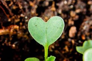 Your Betty Garden: A Blooming Personal Retreat The Ultimate Gardening Guide: Grow a Thriving Garden Year-Round Your Betty Garden: A Blooming Personal Retreat | The Ultimate Gardening Guide: Grow a Thriving Garden Year-Round