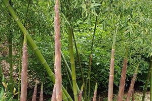 Explore the Bamboo Garden at Hoyt Arboretum + Tips! The Ultimate Gardening Guide: Grow a Thriving Garden Year-Round Explore the Bamboo Garden at Hoyt Arboretum + Tips! | The Ultimate Gardening Guide: Grow a Thriving Garden Year-Round