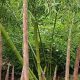 Explore the Bamboo Garden at Hoyt Arboretum + Tips! | The Ultimate Gardening Guide: Grow a Thriving Garden Year-Round