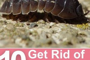 Stop Pill Bugs!: How to Get Rid of Pill Bugs in Your Garden | The Ultimate Gardening Guide: Grow a Thriving Garden Year-Round