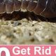 Stop Pill Bugs!: How to Get Rid of Pill Bugs in Your Garden | The Ultimate Gardening Guide: Grow a Thriving Garden Year-Round