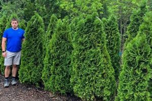 Hopkinton Stone & Garden: Transform Your Landscape Today! | The Ultimate Gardening Guide: Grow a Thriving Garden Year-Round