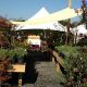 Your Local Garden Nursery in Frederick MD: Plants & More! | The Ultimate Gardening Guide: Grow a Thriving Garden Year-Round
