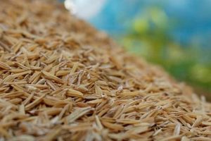 Grow Your Own! Garden Rice Growing Guide | The Ultimate Gardening Guide: Grow a Thriving Garden Year-Round